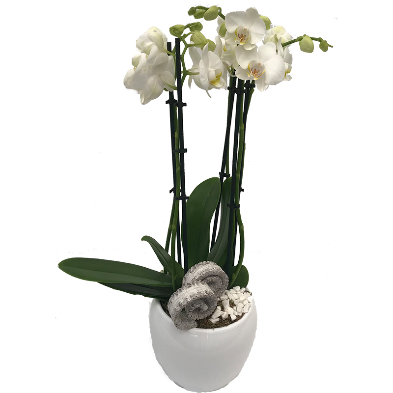 Witte Orchidee pot – Corona